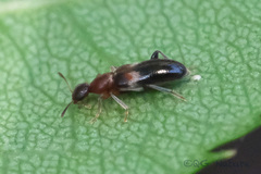 Macratria griseosellata