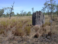 Amitermes meridionalis