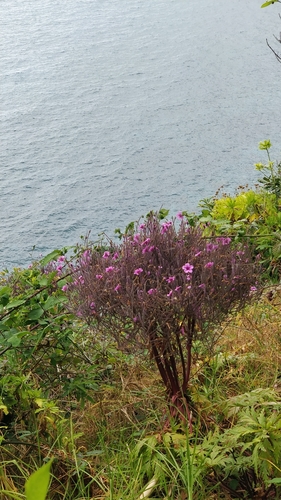 Image of Geranium maderense by (c) Vítor Jorge, some rights reserved (CC BY)
