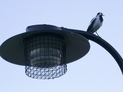 Grallina cyanoleuca
