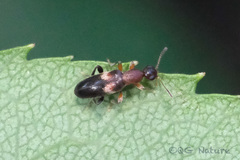 Macratria griseosellata