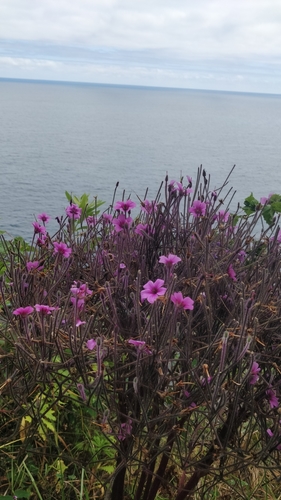 Image of Geranium maderense by (c) Vítor Jorge, some rights reserved (CC BY)
