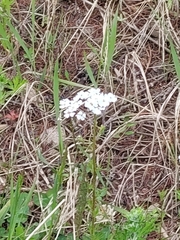 Dontostemon pinnatifidus