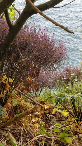 Image of Geranium maderense by (c) Vítor Jorge, some rights reserved (CC BY)