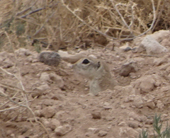 Xerospermophilus spilosoma