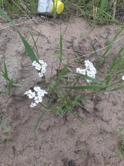 Dontostemon pinnatifidus