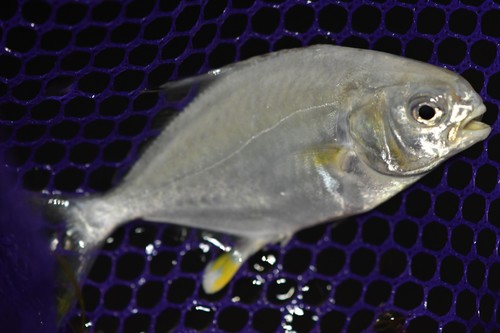 Florida Pompano