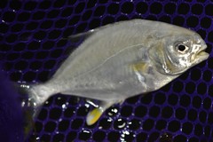 Trachinotus carolinus