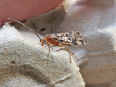 Mecoptera