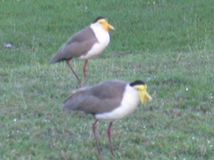 Vanellus miles