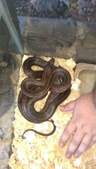 Pantherophis bairdi