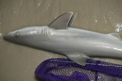 Carcharhinus acronotus