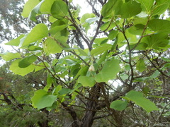 Styrax platanifolius