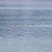 photo of Steller Sea Lion (Eumetopias jubatus)