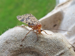 Mecoptera