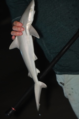 Carcharhinus acronotus