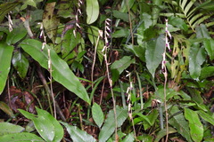 Stereosandra javanica