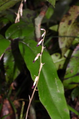 Stereosandra javanica