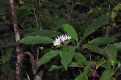 Tarenna gracilipes