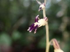 Stereosandra javanica