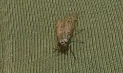 Silvius quadrivittatus