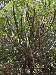 Pilosocereus gaumeri