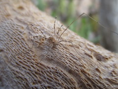 Bunochelis spinifera
