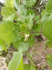 Styrax platanifolius