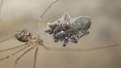Corinnoidea