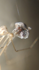 Corinnoidea
