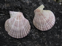 Chlamys