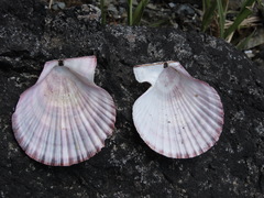Chlamys