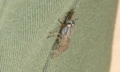 Silvius quadrivittatus