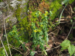 Sedum bulbiferum