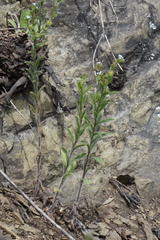 Lappula consanguinea