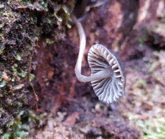 Mycena nargan