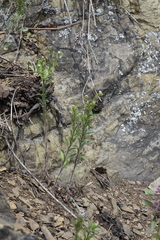 Lappula consanguinea