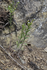 Lappula consanguinea