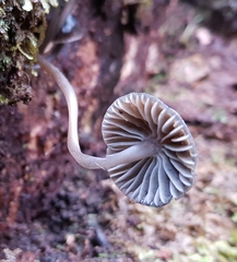 Mycena nargan