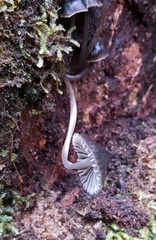 Mycena nargan