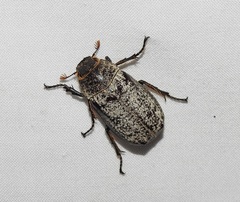 Dermolepida albohirtum