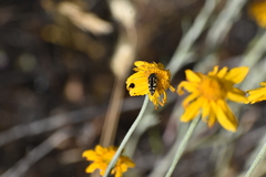 Acmaeodera connexa