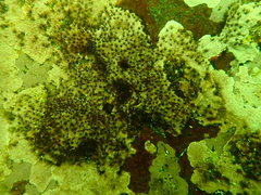 Dodecaceria fewkesi