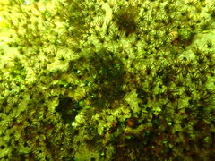 Dodecaceria fewkesi