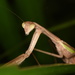 Japanese Giant Mantis - Photo (c) 桃子, some rights reserved (CC BY-NC), uploaded by 桃子
