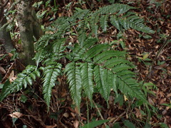 Dryopteris sordidipes