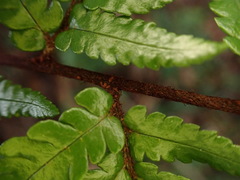 Dryopteris sordidipes