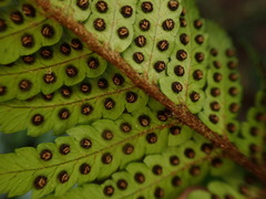 Dryopteris sordidipes
