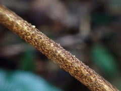 Dryopteris sordidipes