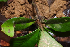 Ardisia chinensis